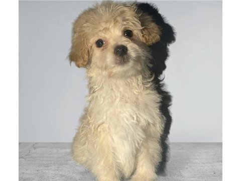 Evinizin neşesi maltipoo