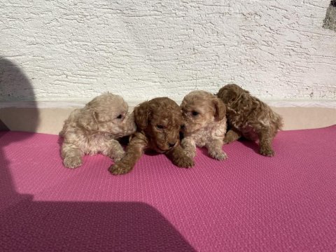 Renk renk toy poodle bebeklerim