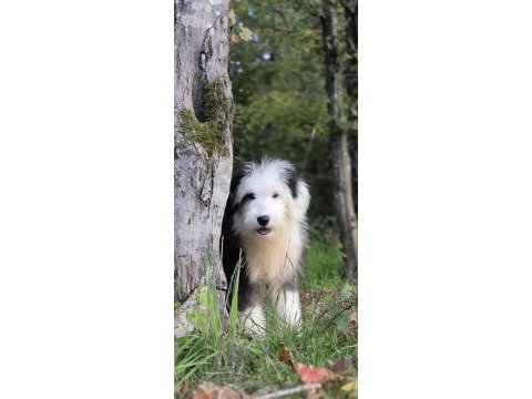 Old eglish sheppdog (bobtail) yavru köpeğimiz