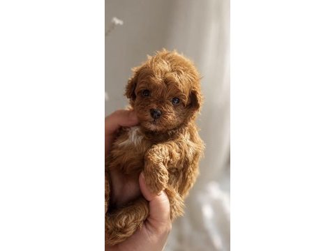 Toy poodle kore