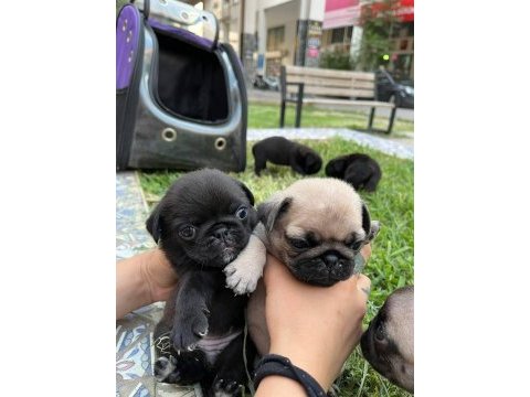 Pug yavrular