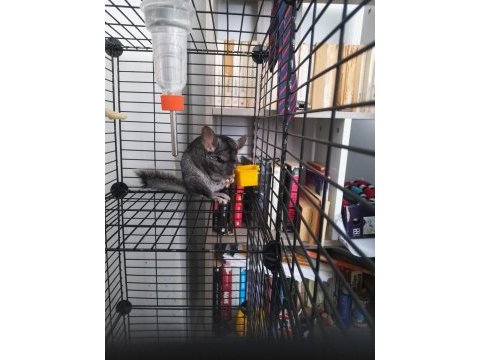 Chinchilla erkek