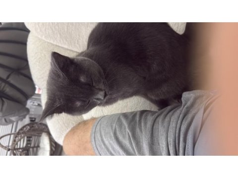 9 aylık oyuncu british shorthair erkek gri