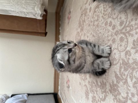 1 buçuk aylık kırık kulak scottish fold