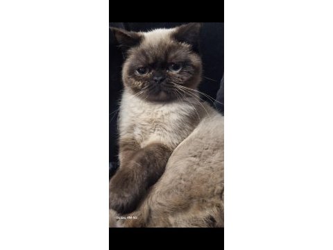 Exotic shorthair chocolate point
