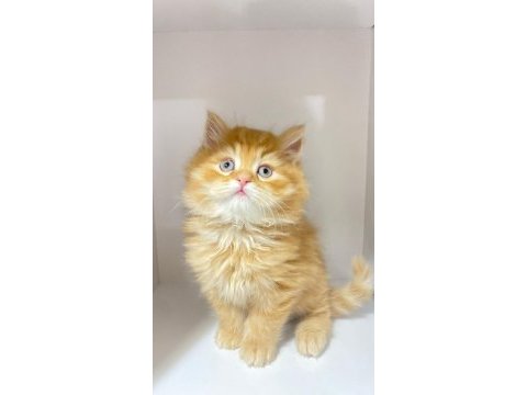 55 günlük british longhair dişi ve erkek yavrular