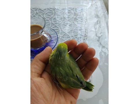 Yavru forpus papağanımız