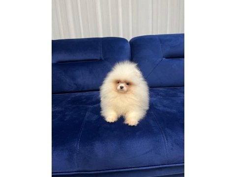 Kar topu gibi pomeranian boo