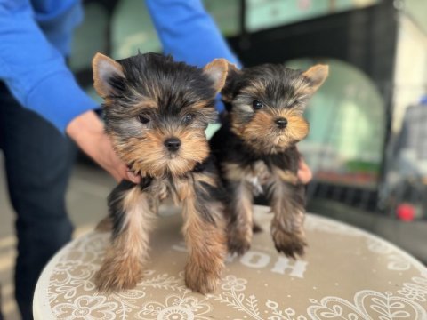 Safkan garantili tea cup yorkshire terrier