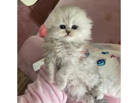 A kalite safkan chinchilla kedim