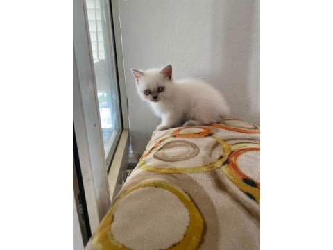 Bakmadan geçmeyin yavru kedilere