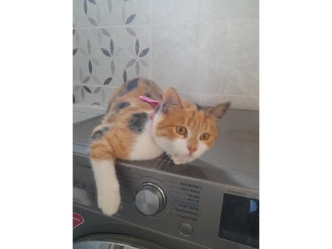 Kedimizi ücretsiz sahiplendireceğiz