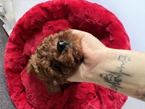 Dünyanın en akıllı ırkı poodle evine gitmeye hazırlar
