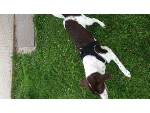 A kalite av köpeği