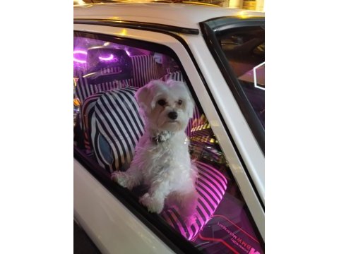 Maltese terrier 1,5 yaşında