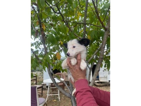Safkan ankaranın en güzel border collie yavruları