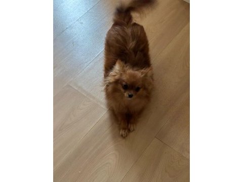 Uzun tüylü chihuahua