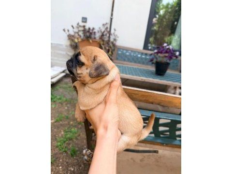 Adana safkan pug sahibini arıyor son 3 yavru