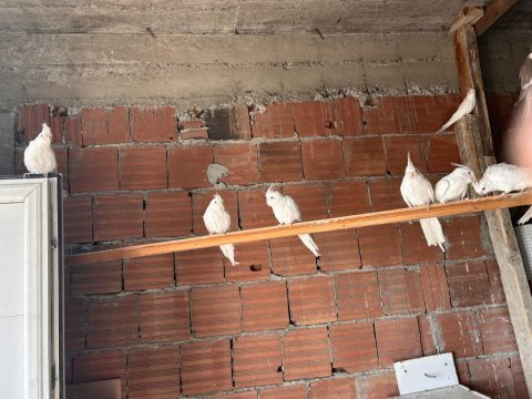 Sultan papağanı albino yavrular