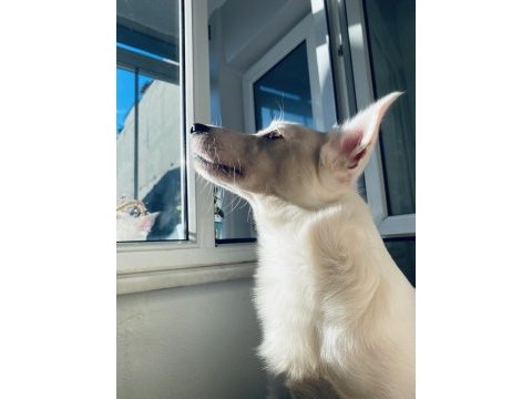 Erkek köpeğimiz olumuz bolt için yuva arıyoruz