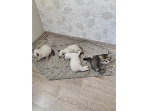 2 aylık yavru kediler 5 adet