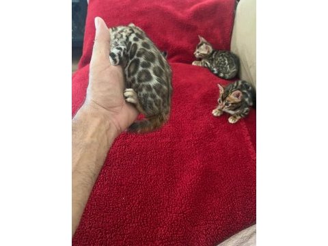 Show class bengal kedisi bebekler