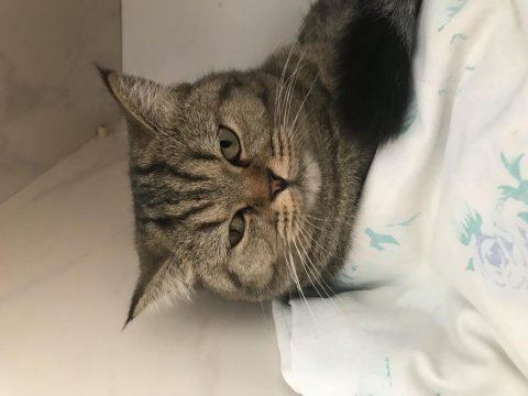 British shorthair ücretsiz sahiplendirilecek kedimiz