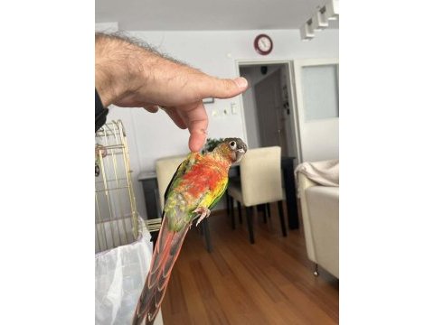 Evcil konur papağanı