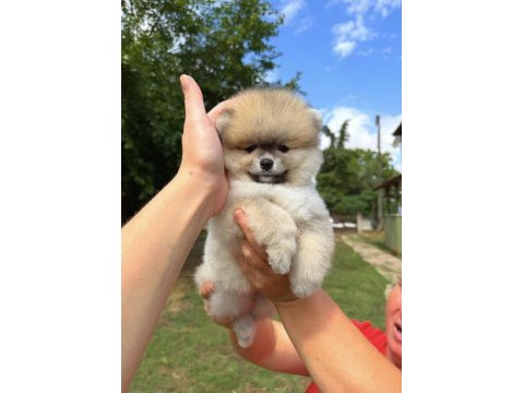 Orange pomeranian boo teddy face