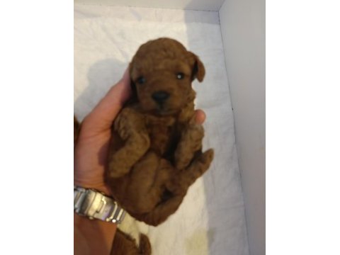 Toy poodle tea cup