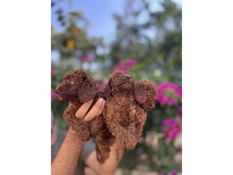 Irk ve sağlık garanti belgeli toy poodle yavruları