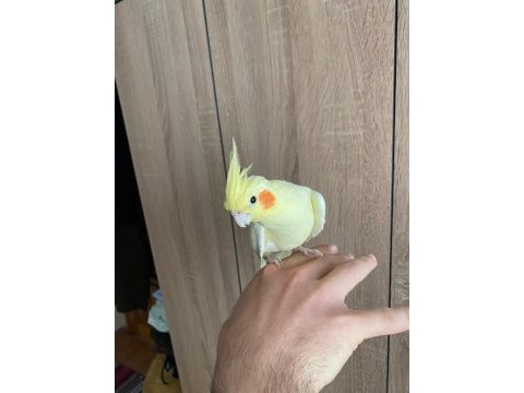 Sarı sultan papağanı 1,5 yaşında