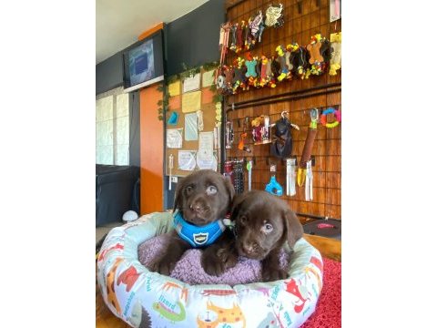 Chocolate lab puppies labrador
