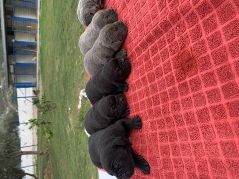 Mükemmel cane corso
