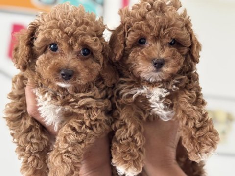 Petmode köpek çifrliğinde ziyarete açık maltipoo