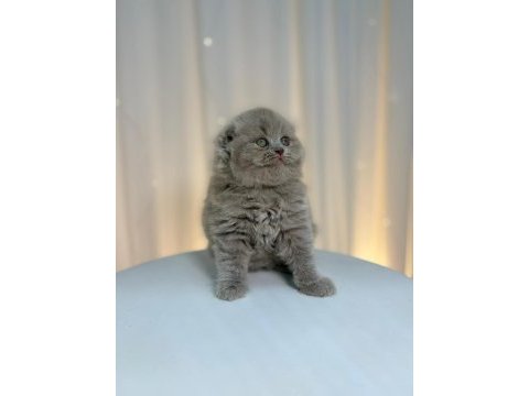 Irk ve sağlık garantili scottish fold yavru