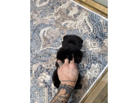 En lüx pomeranian yavrumuz karaböcük