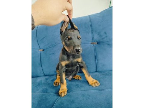 A kalite doberman yavruları