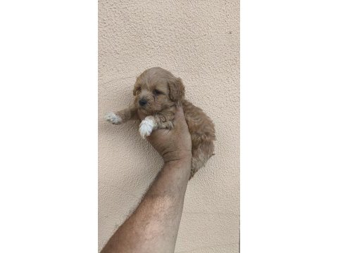 Maltipoo yavrular