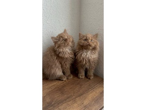 British longhair cinnamon bebekler
