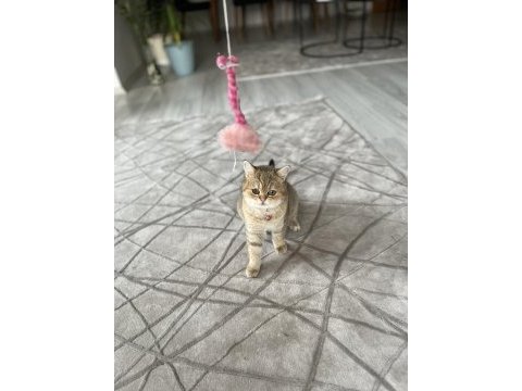 Dişi kısır kedimi sahiplendirmek istiyorum