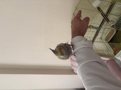 Dört aylık yavru sultan papağanı