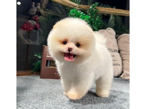 Adrese teslim a kalite pomeranian boo yavrularımız