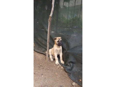 Kangal yavrusu