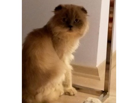 Mavi gözlü scottish fold blue point yetişkin