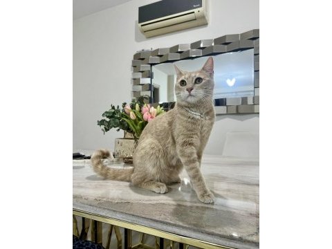 Sakin huylu sevimli yavru sarman cinsi