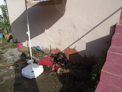 Pasaportlu chipli rottweiler 8 aylık dişi