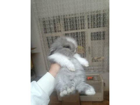 Holanda lop mini lop cuce tavsan yavrulari gonderim var