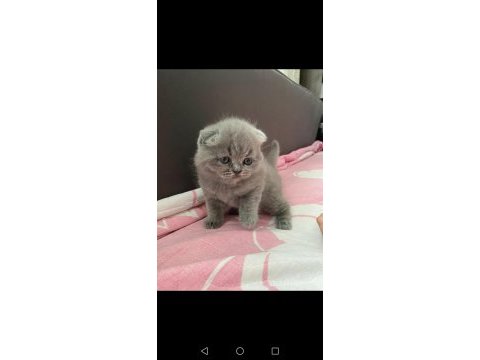 Scottish fold yavru antalya