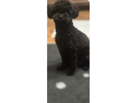 2.5 yaşında dişi poodle
